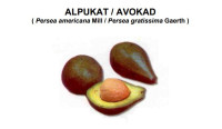 Image of Alpukat